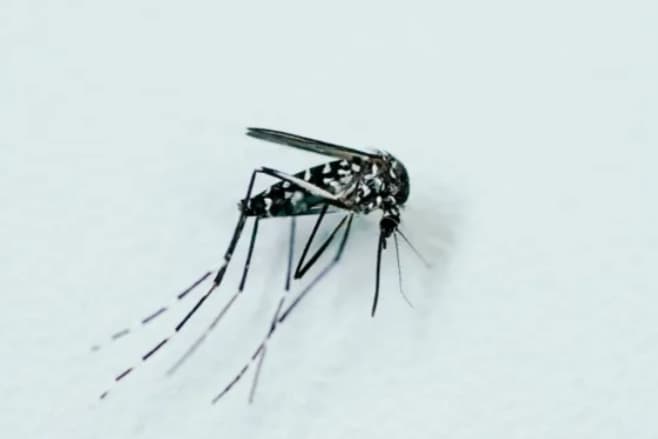Switzerland Records First Case of West Nile Fever