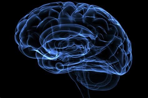 Scientists Teach Petri Dish of Brain Cells to Play 'Doom'—Progress Is Being Made