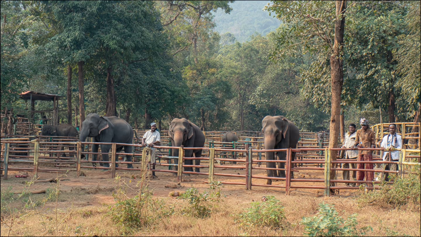 A Peaceful Wildlife Morning Suddenly Turned Into Tragedy by the River