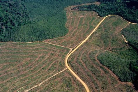 Brazil Records Sharp Fall in Amazon Deforestation Ahead of Election