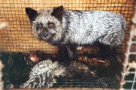 Switzerland Bans Imports and Sales of Fur Produced Through Cruel Methods