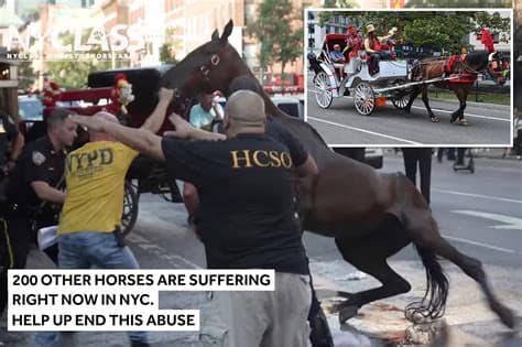 New York City Bans Horse-Drawn Carriages Over Safety and Animal-Welfare Concerns