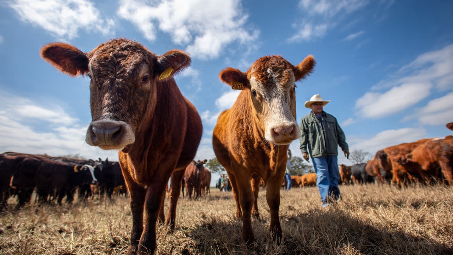 Protecting Livestock Often Begins With Early Detection