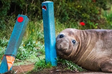 Australian officials ask fans to respect the privacy of Neil, a 1-ton seal who respects nothing