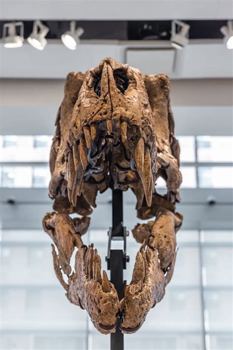 T. rex fossil could become most expensive dinosaur ever sold