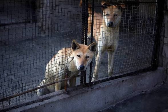 North Koreans Urged to Beat the Heat With “Dog-Meat Soup”