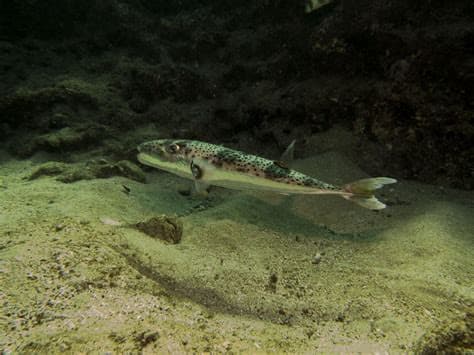 Greece is paying fishermen to catch toxic toadfish invading the warming Mediterranean