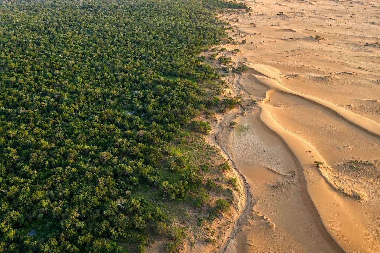 From Sand to Saplings: The Remarkable Growth of China’s Green Wall