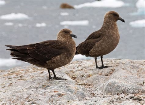 Fears for New Zealand’s Native Species as First Bird Flu Case Emerges