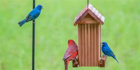 Why Gen Z Is Suddenly Obsessed with Bird-Watching