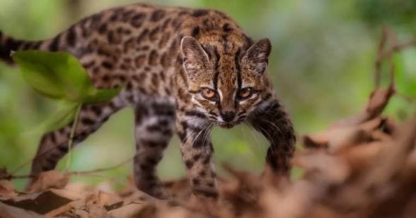 New Wild Cat Species Identified for First Time in 100 Years, Researchers Say