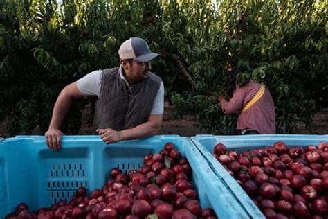 California farmer and food marketer spar over who can sell white nectarines
