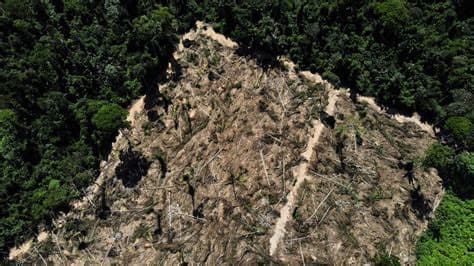 Deforestation in Brazil’s Amazon falls to lowest level in a decade in the first half of the year, official figures show