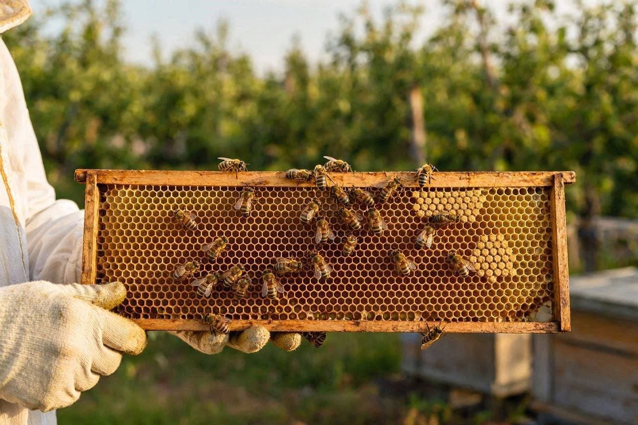 Fourth-Generation Beekeeper Sophia Croker Highlights Industry Struggles