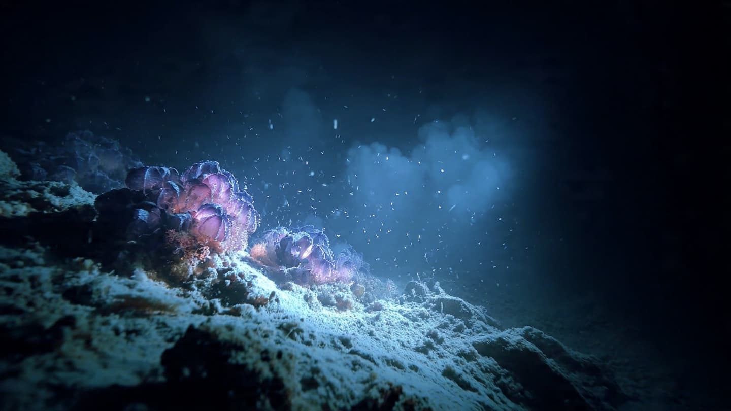 In the Ocean's Darkest Depths, Life Learns the Art of Waiting