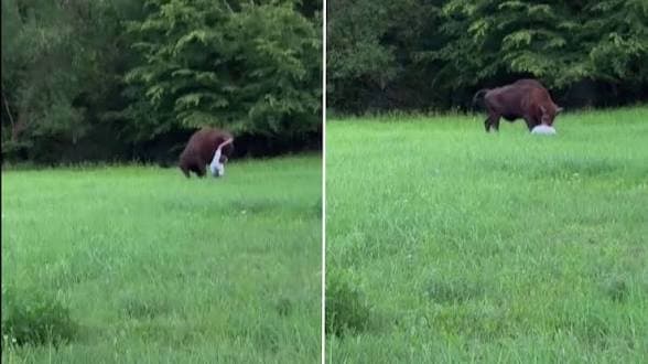 “Very Lucky”: Tourist Injured After Getting Too Close to Bison in Poland’s Ancient Forest