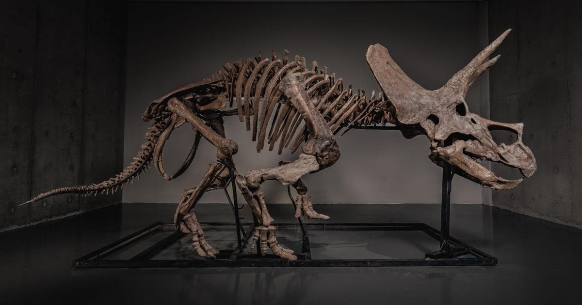 Triceratops Skeleton ‘Trey’ Set to Hit Auction Block as Dinosaur Market Soars