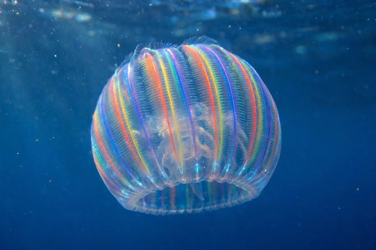 Ctenophores: the beautiful biological wonders of the deep