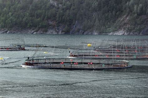 Norwegian Fish Farms Polluting Fjords with Waste Compared to ‘Raw Sewage of Millions of People’