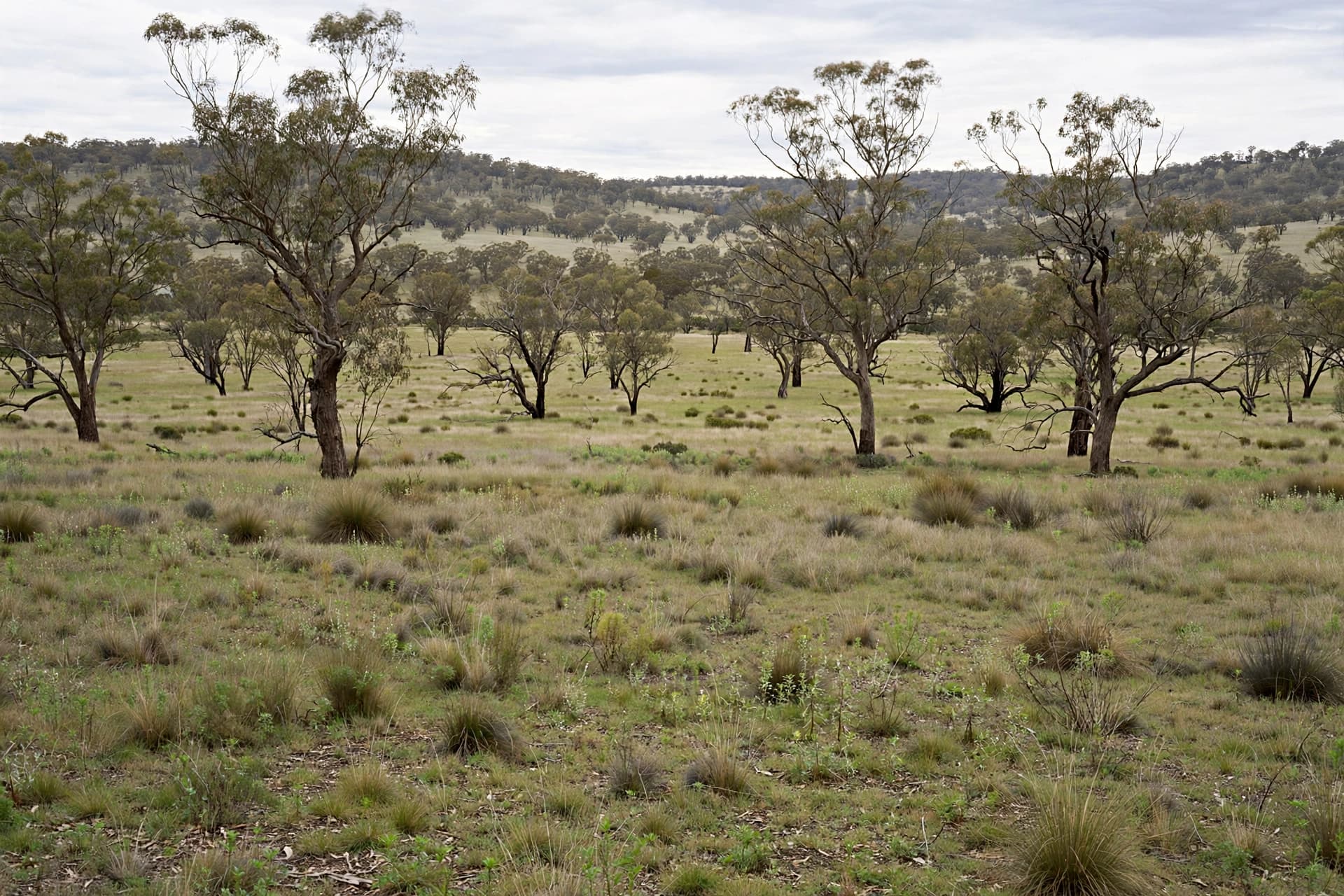 ‘Catastrophic wildfire loop’ after colonisation left parts of Australia more at risk from bushfires, study finds.