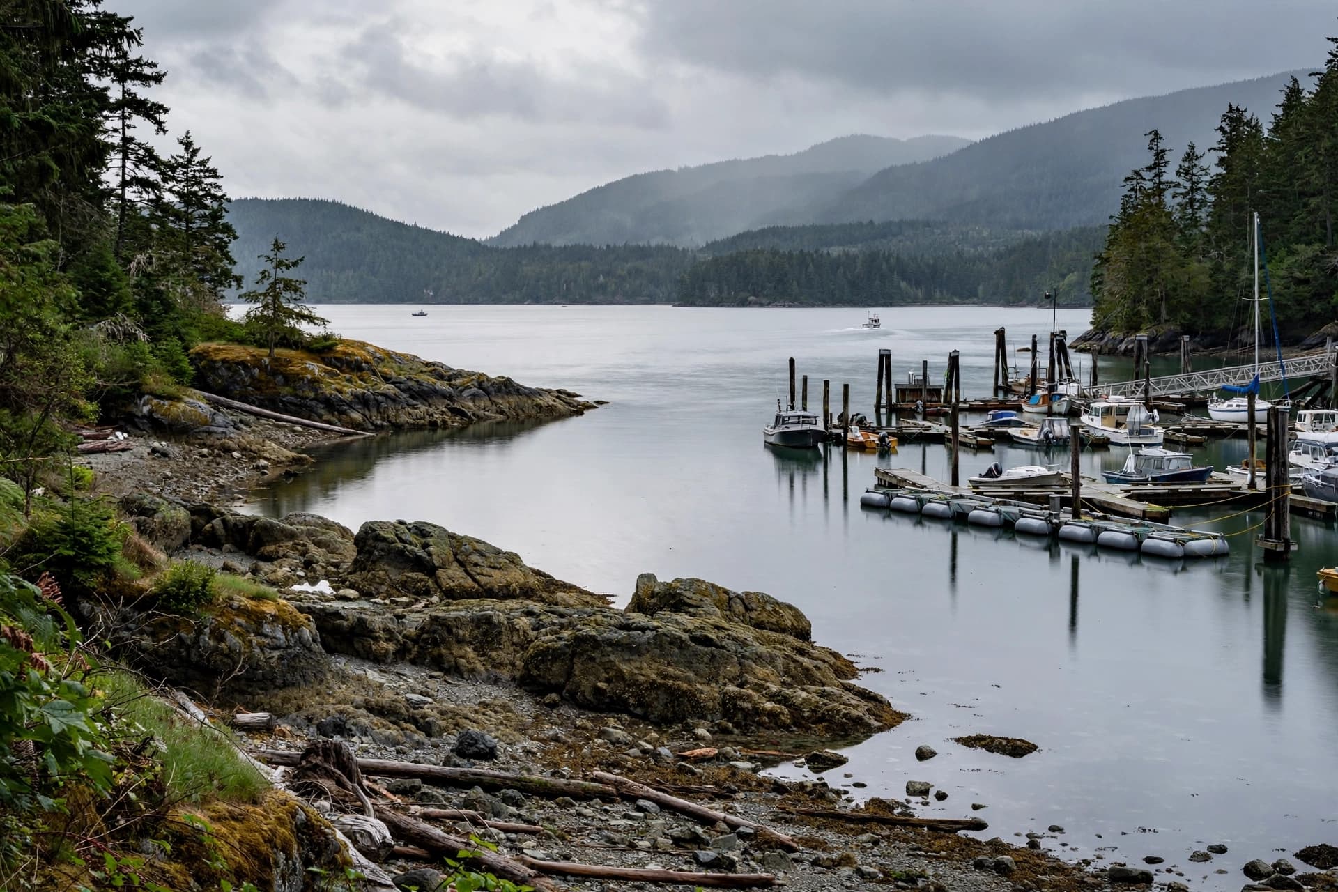What is the price of a fish that might have lived a hundred years?