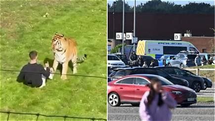 Man Dies After Tiger Attack at Yorkshire Wildlife Park, Which Closes After Incident
