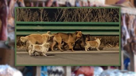 Outrage After Videos Show Boys Beating, Burning Mother Dog and Puppy to Death in China