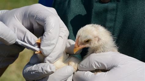 Australia to Roll Out Bird Flu Vaccines for Most Vulnerable Native Birds