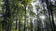 Swiss Government Cuts Funding for Forest Conservation, Raising Alarm as Heat and Drought Worsen