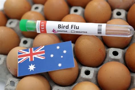 South Australia Records First Bird Flu Case in Sea Lion, Minister Says