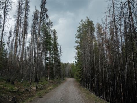 Kidnapped U.S. Forest Service Employees Released After More Than 12 Hours, Authorities Say
