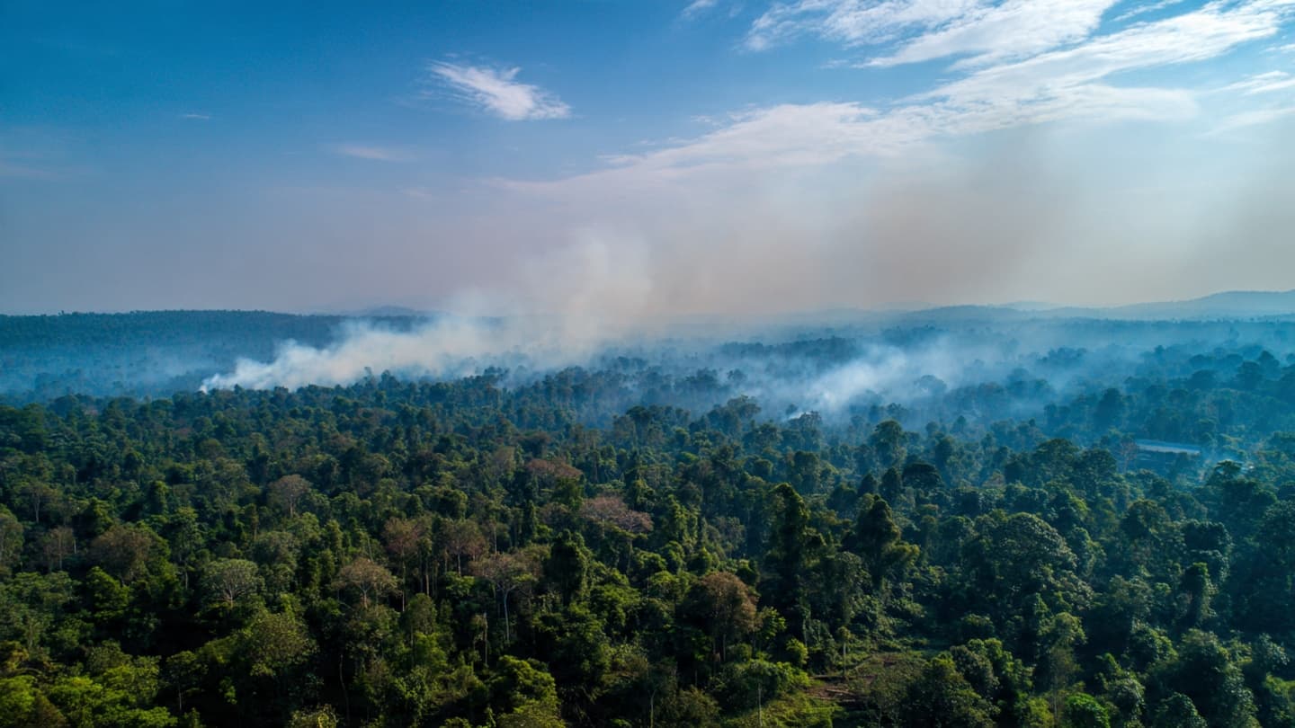 When French Forests Stand Against a Changing Climate