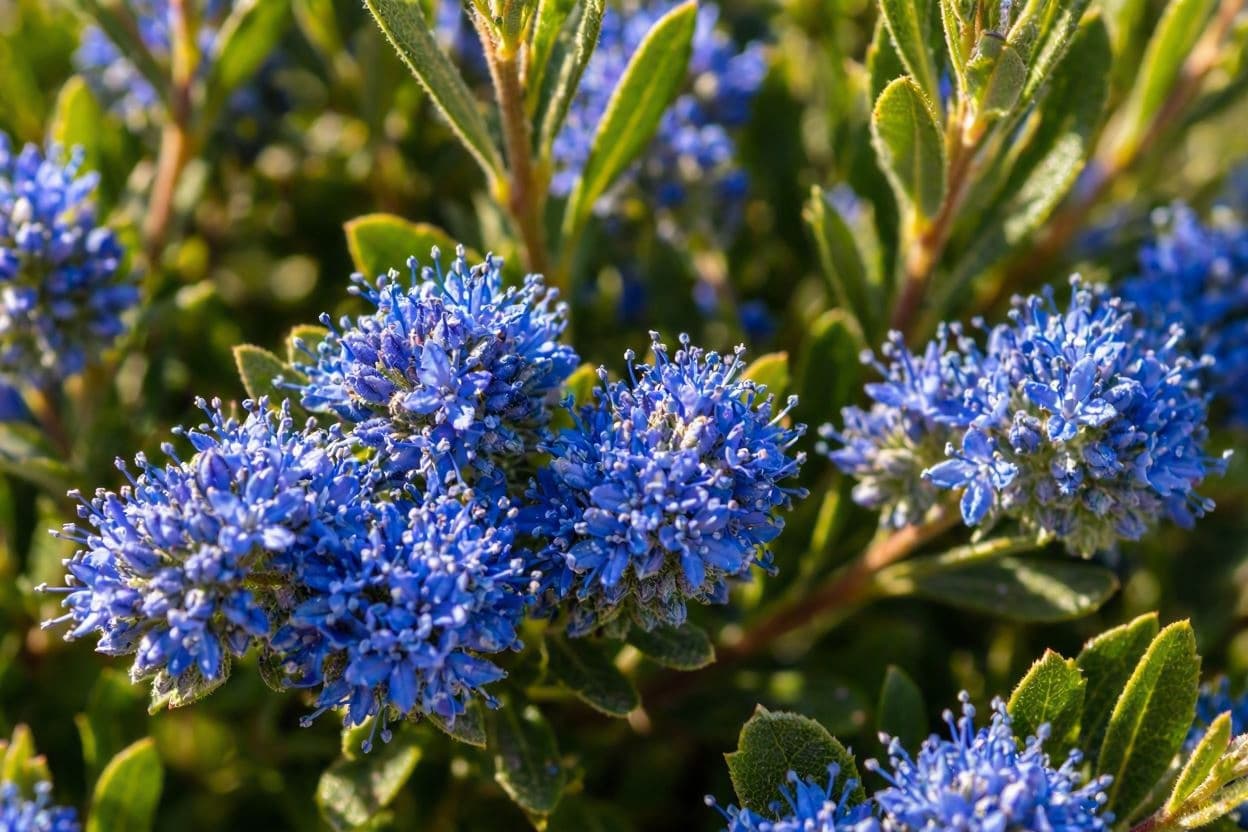 Blue Bliss: Why California Lilac Is Taking Over Gardens