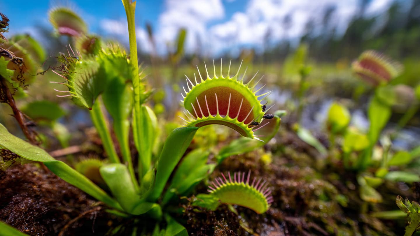 Nature Hid Remarkable Engineering Inside a Simple Plant 