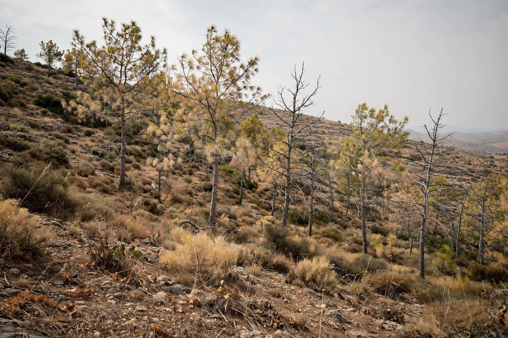 A Tree That Endured Millennia Now Faces a Faster Climate.