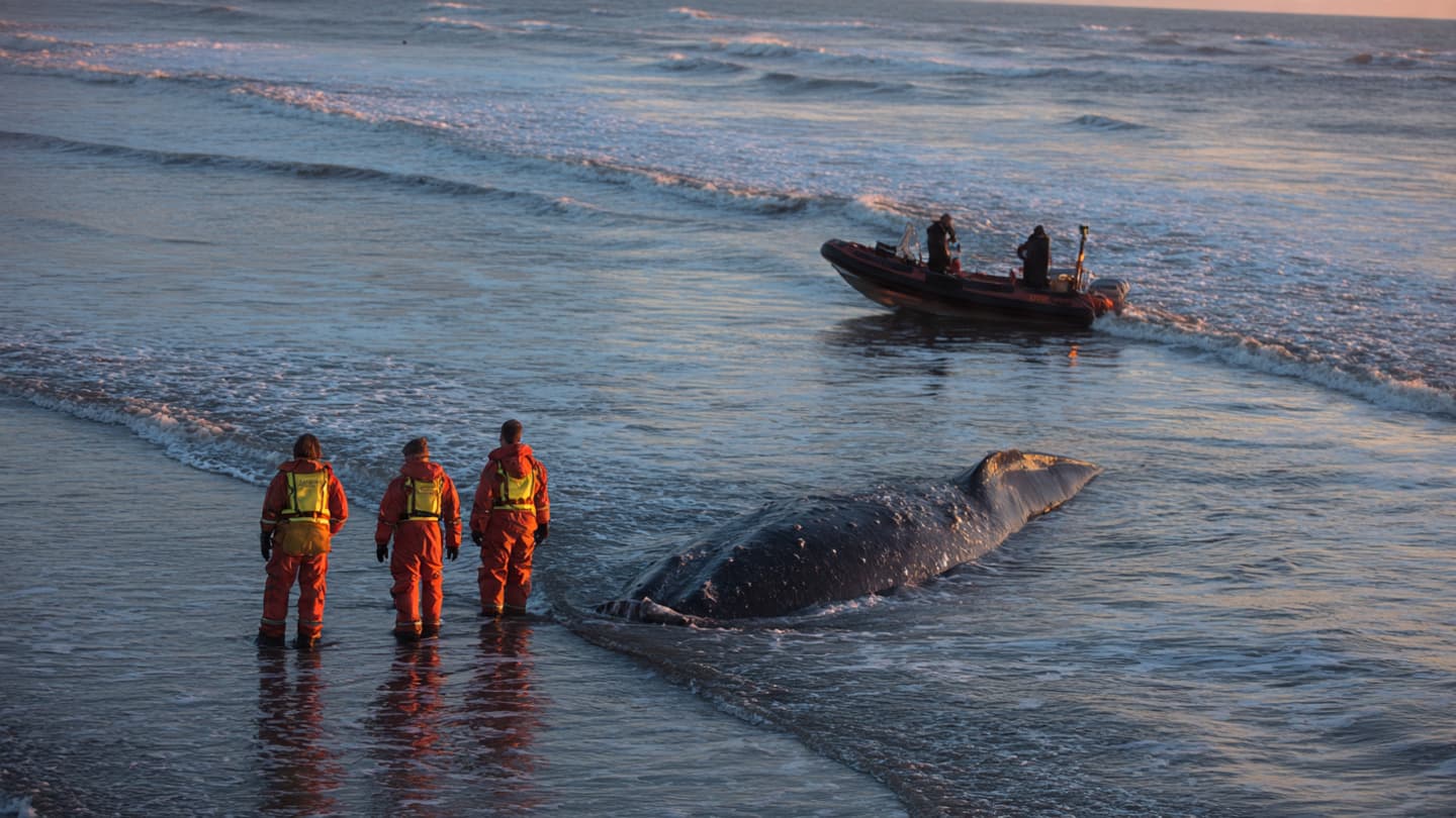 When compassion meets the sea, how far should rescue efforts truly go?