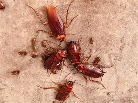 The bugs are getting worse
