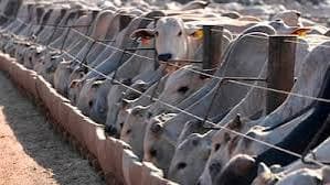 Brazil Considers Retaliation After EU Suspends Imports of Brazilian Beef and Other Goods