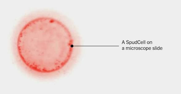 This Cell Feeds, Grows, and Reproduces—and It’s Manmade