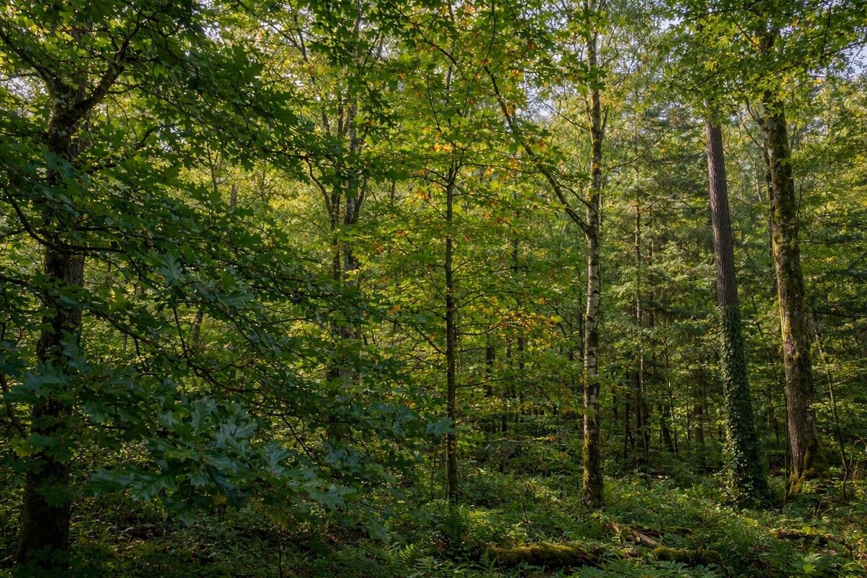 The Quiet Strength Found in Forest Diversity