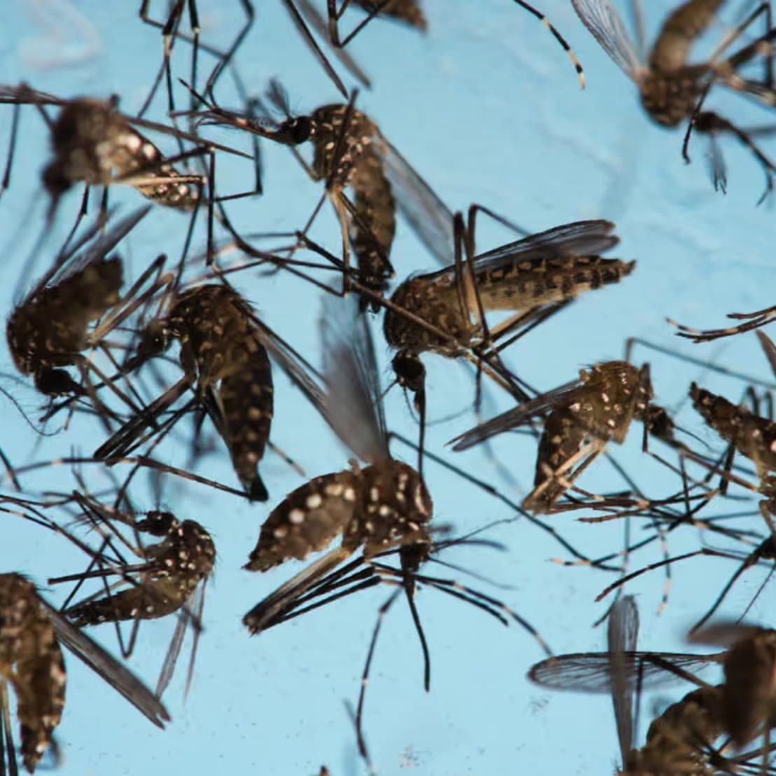 Google-Backed Mosquito Release Plan Ignites Public Debate