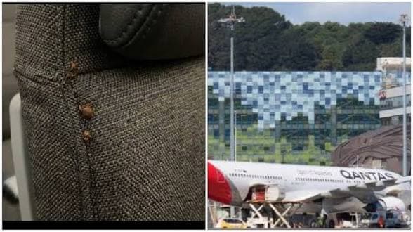 Qantas Grounds Plane After Passengers Report Bedbug Bites