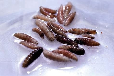 Flesh-Eating Screwworms in Mexico: Human Cases Top 500