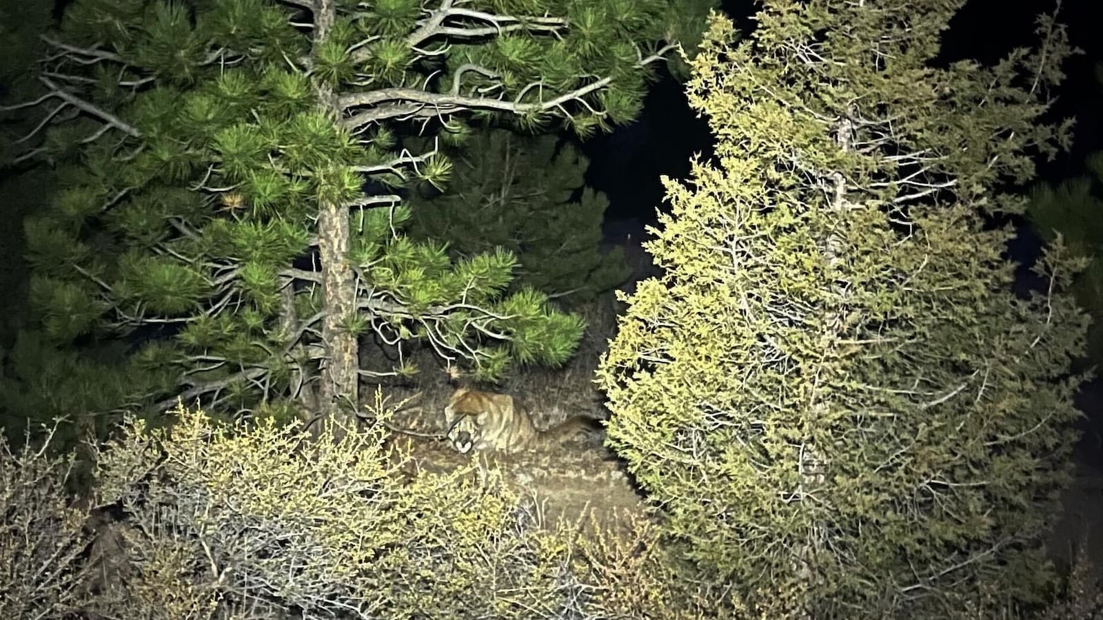 Man Fends Off Mountain Lion Weeks Before Suspected Fatal Attack in Colorado