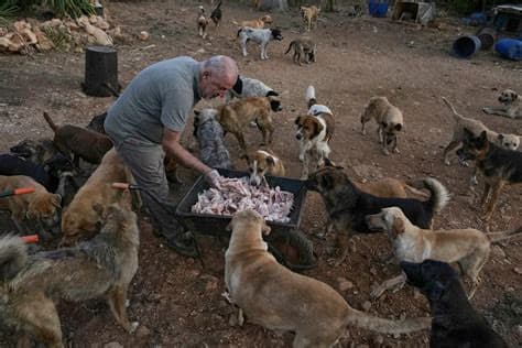 Animal rescuer shelters pets and livestock left behind by Lebanon war