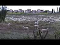 South Bay goat company faces closure as new CA law triggers massive wage increase for herders