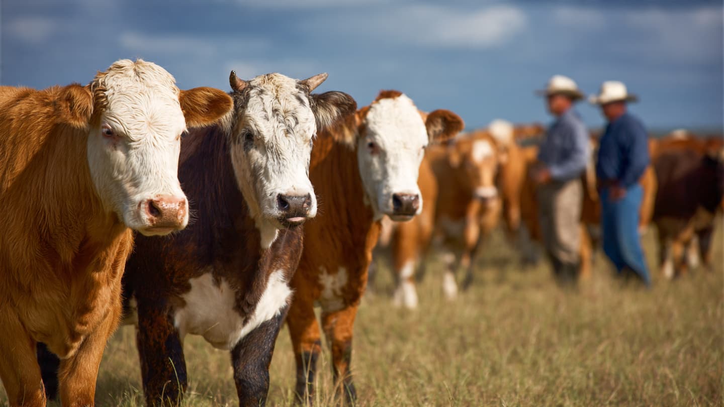 A Tiny Intruder Casts a Long Shadow Across Ranch Country
