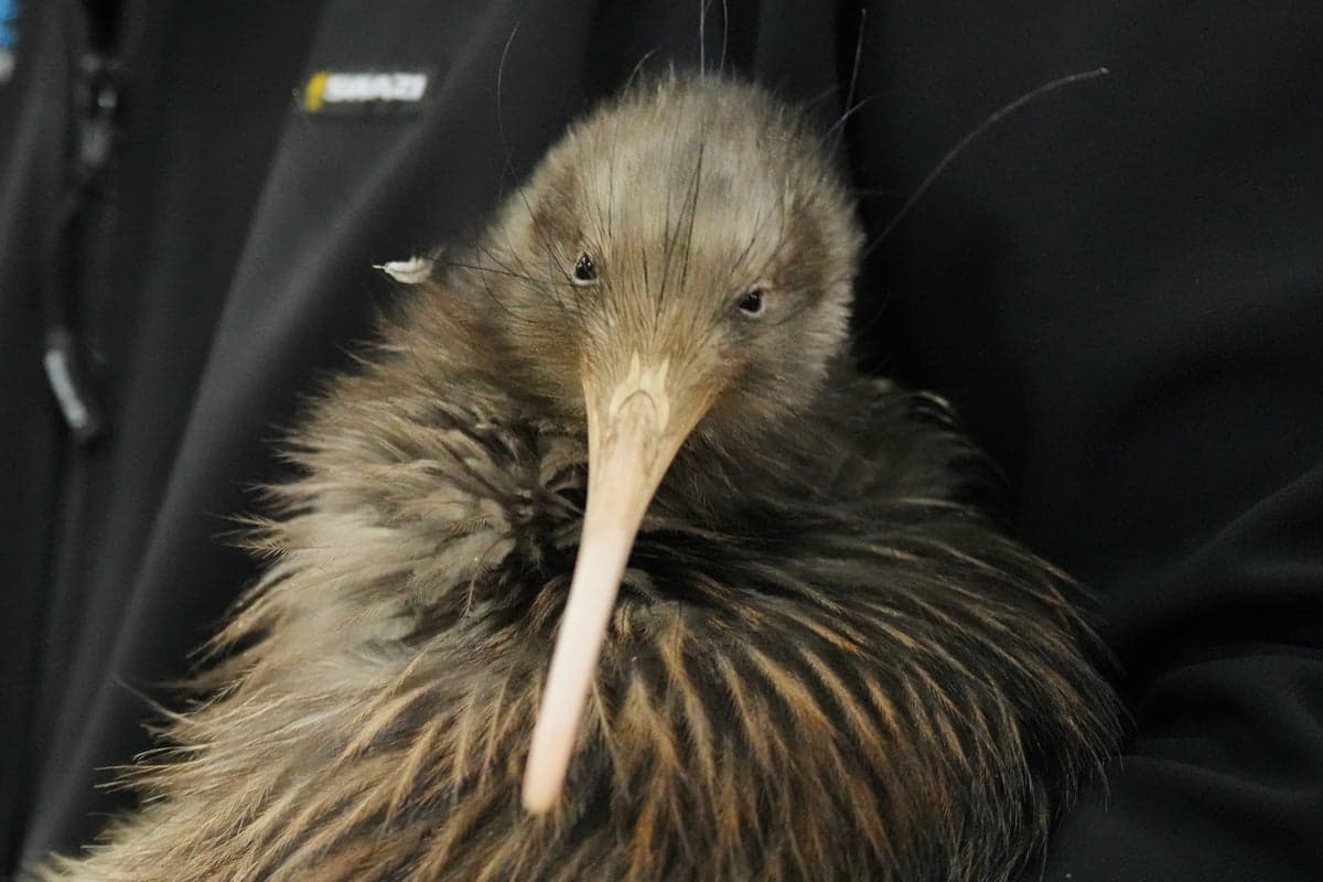 Kiwi Birds Return to Wellington After a Century-Long Absence