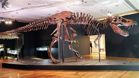 Tyrannosaurus rex fossil Stan becomes the most expensive dinosaur ever sold