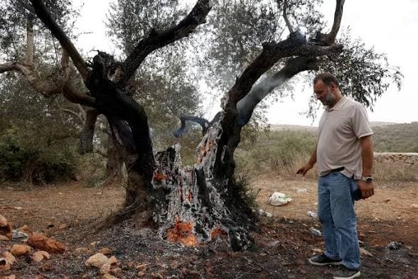 Israeli Settlers Burn Olive Trees, Injure Journalist in West Bank Attack